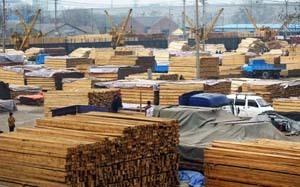 图片说明:南京木材交易市场内有近百个经销商快报